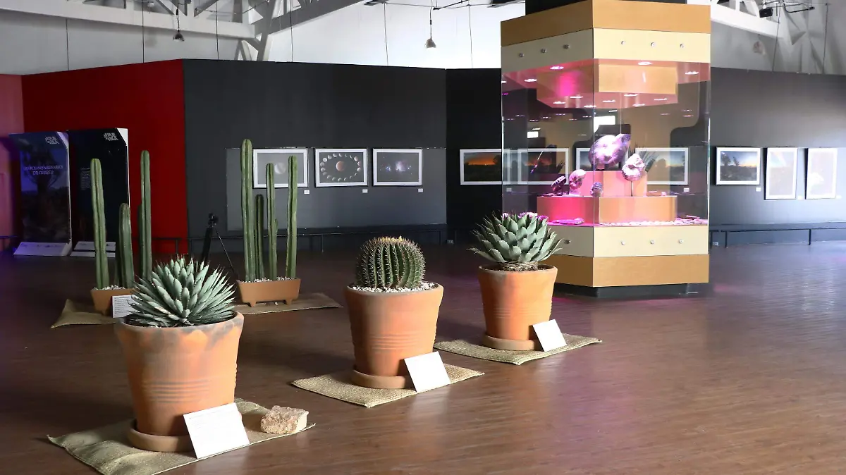 Con exposición, Cultura reinicia actividades del Museo de la Evolución Tehuacán